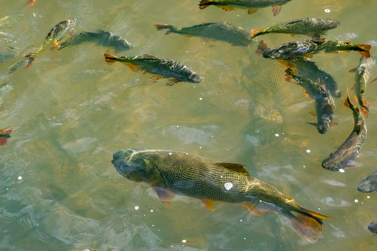 La Argentina es identificada como uno de los países con mayor potencial de desarrollo acuícola