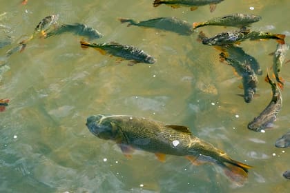 La Argentina es identificada como uno de los países con mayor potencial de desarrollo acuícola