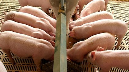 En la Federación Porcina Argentina estiman que la producción podría aumentar alrededor de un 4% respecto de 2025, cuando se alcanzaron unas 812.000 toneladas