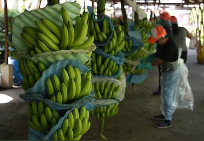 La Argentina lleva ingresadas 177.759 toneladas certificadas desde Ecuardor en lo que va del año