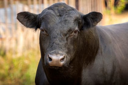La Argentina logró un buen mercado para la genética