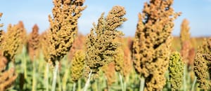 Anticipan la exportación de 1,7 millones de toneladas de un cultivo argentino que caerá muy fuerte en dos potencias
