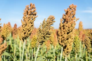 Anticipan la exportación de 1,7 millones de toneladas de un cultivo argentino que caerá muy fuerte en dos potencias