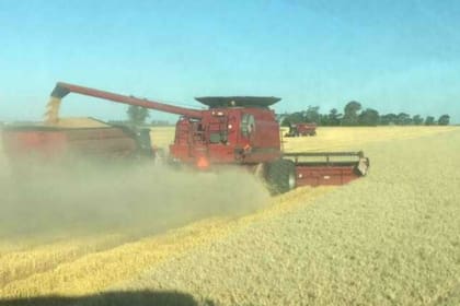 La Argentina, Rusia y Ucrania pueden compensar los problemas productivos en el trigo de EE.UU.