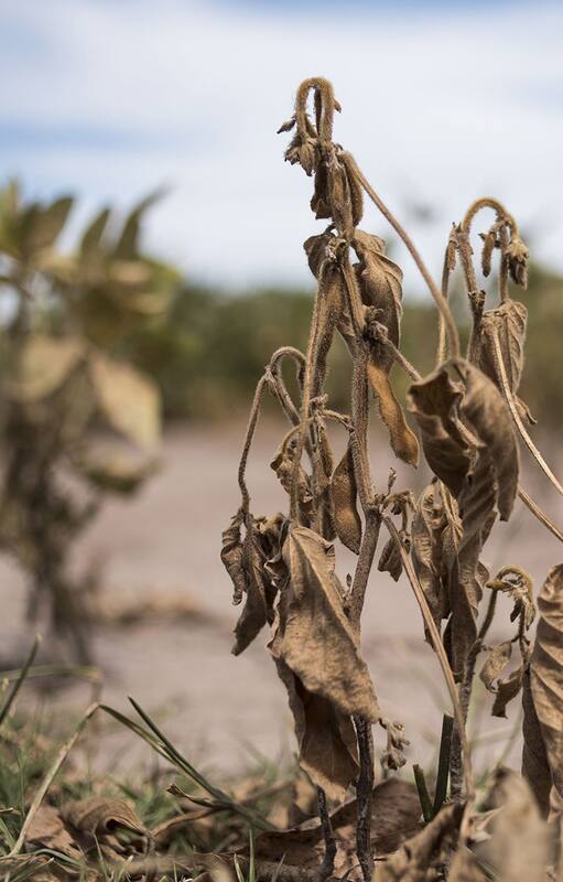 La Argentina sufrió la peor sequía en 60 años