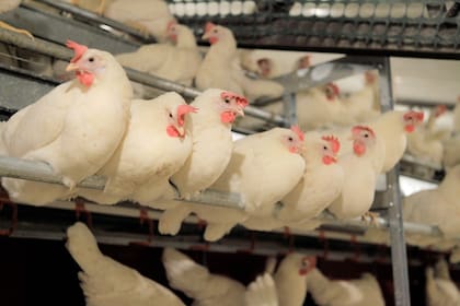 La Argentina suspendió exportaciones de productos avícolas