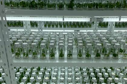 La Argentina tiene menos de 150 laboratorios de ensayo y calibración acreditados por el OAA (dentro de la región, México cuenta con 2.400 y Colombia con 1.100) por la escasa demanda de ensayos acreditados en el mercado interno y el alto costo de las acreditaciones