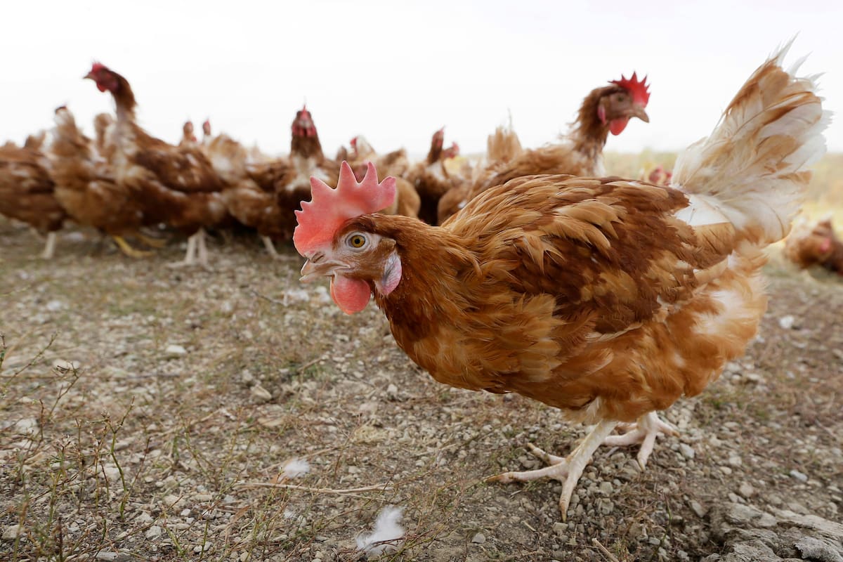 La Argentina volverá a enviar los productos avícolas a Chile tras el paso de la influenza aviar (Foto AP/Charlie Neibergall, Archivo)