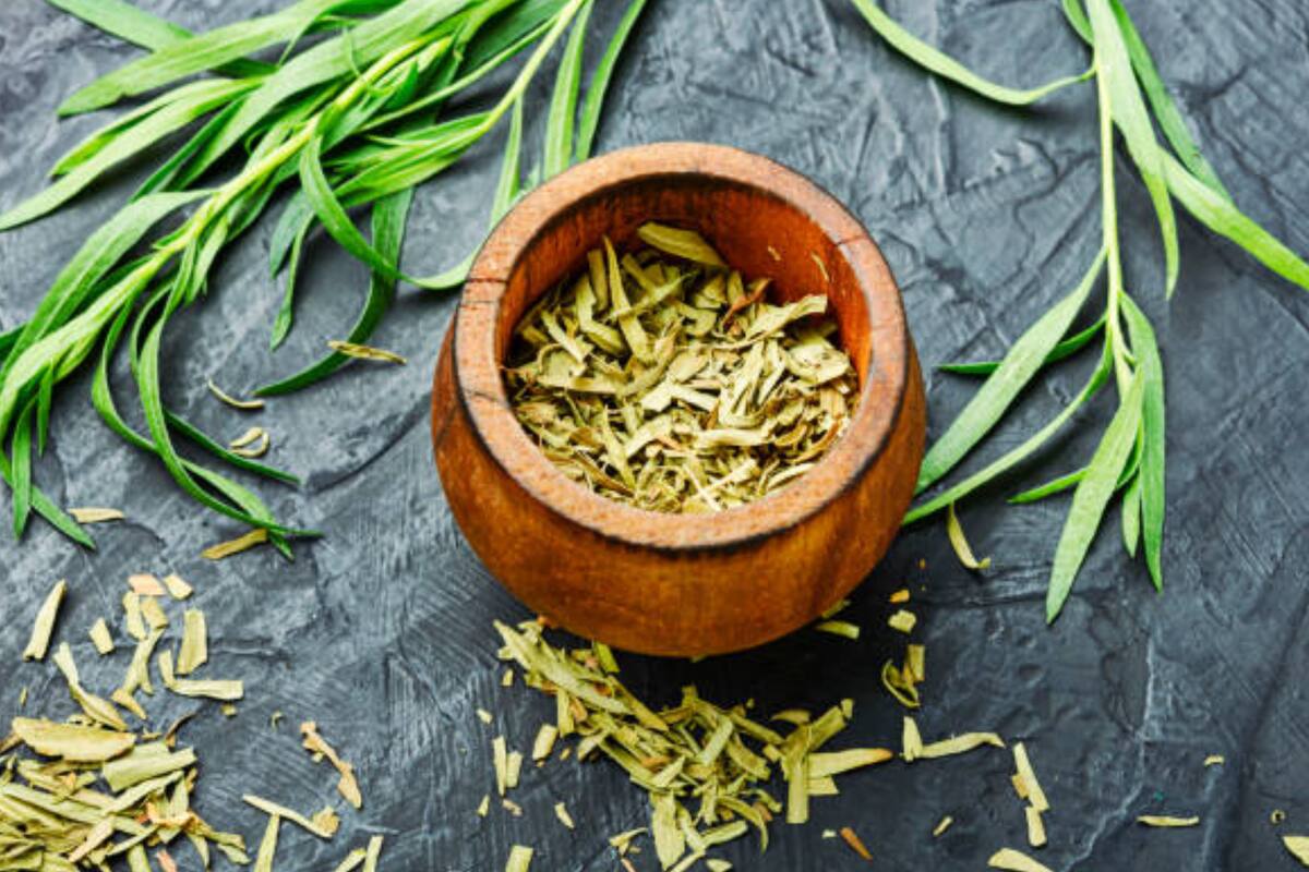 La artemisa es una de las hierbas utilizadas para preparar una infusión que morigera los malestares menstruales (Foto Pexels)