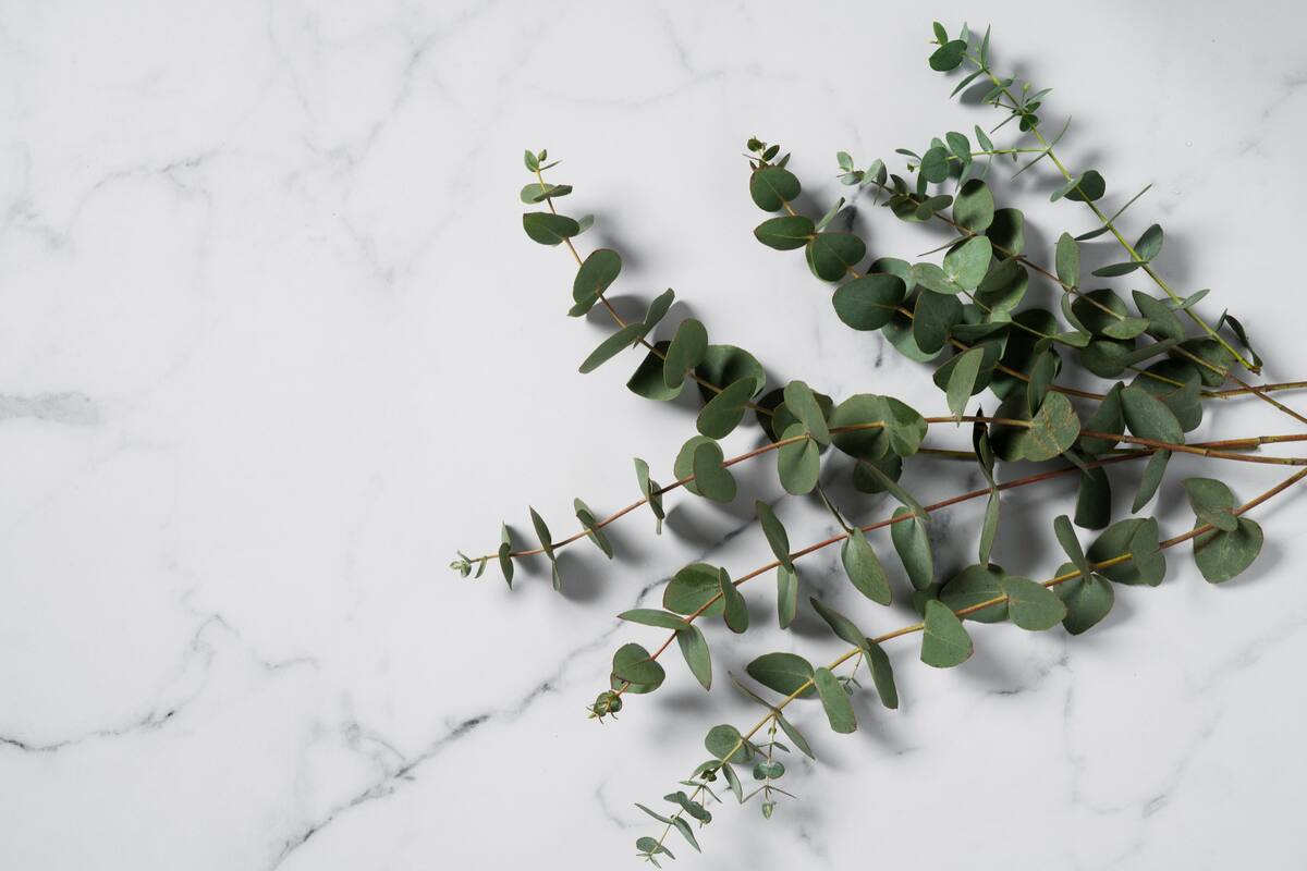 La artrosis es una de esas afecciones que se pueden sobrellevar de mejor forma con un té de eucalipto.