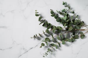La artrosis es una de esas afecciones que se pueden sobrellevar de mejor forma con un té de eucalipto.