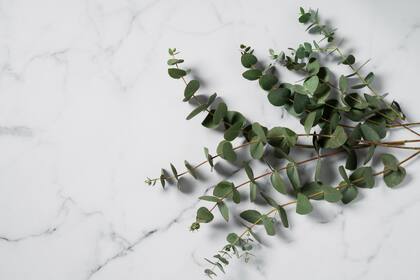 La artrosis es una de esas afecciones que se pueden sobrellevar de mejor forma con un té de eucalipto.