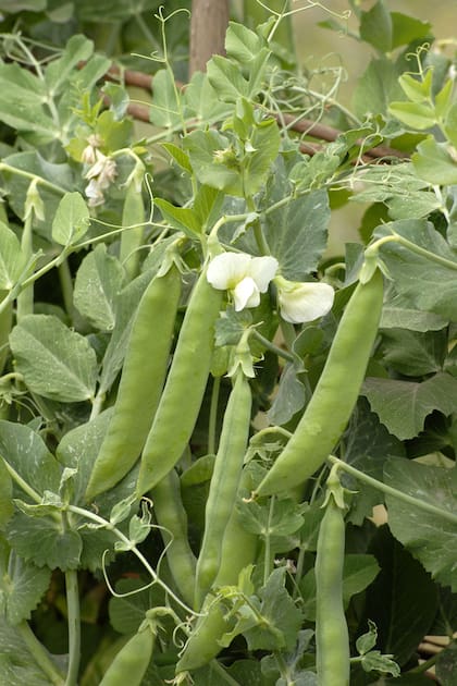 La arveja (Pisum sativum), un cultivo fácil de la estación fría
