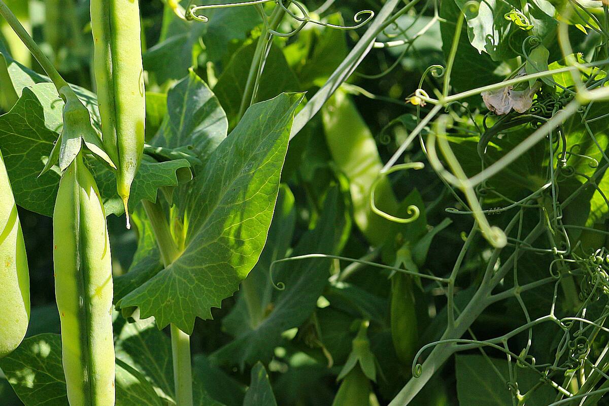 La arveja (Pisum sativum), un cultivo fácil de la estación fría