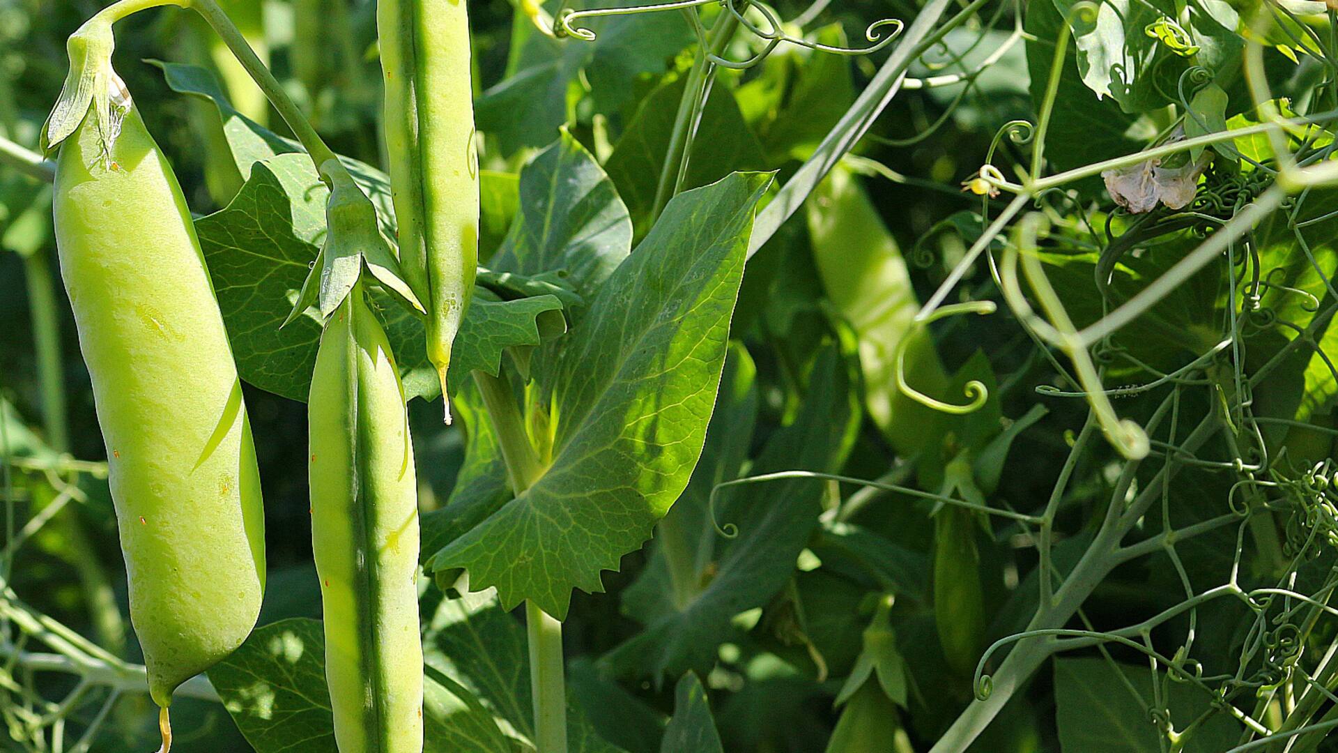 La arveja (Pisum sativum), un cultivo fácil de la estación fría