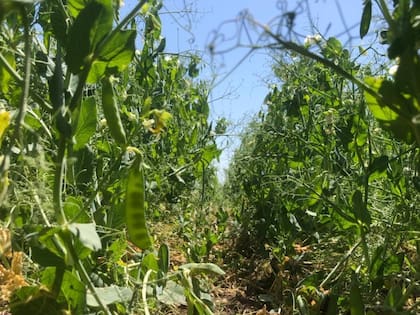 La arveja se consolida como uno de los cultivos de invierno