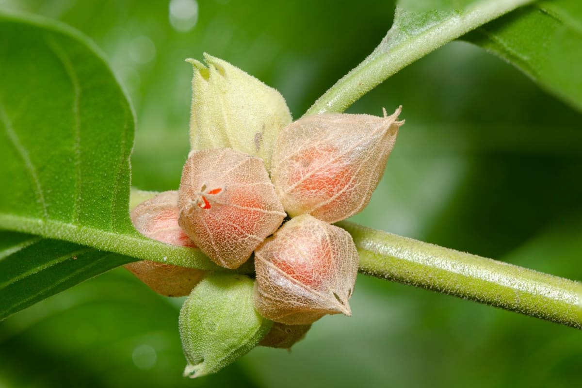 La Ashwagandha es una planta medicinal que sirve para curar los trastornos de ansiedad