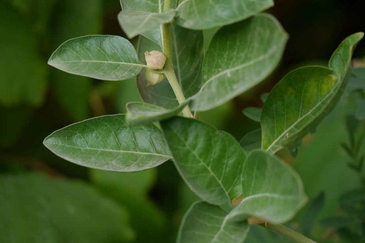La Ashwagandha tiene fines medicinales de alto impacto