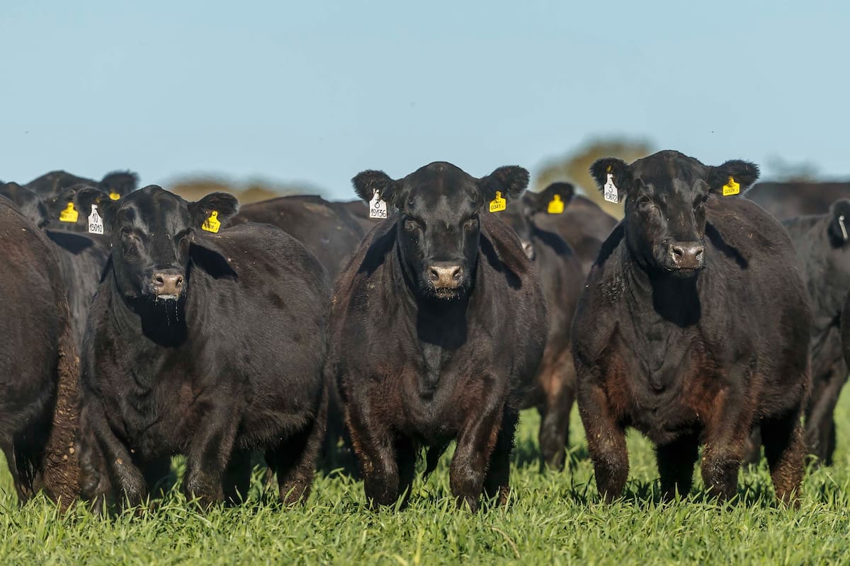 La Asociación Argentina de Angus certificó el año pasado un total de 292.002 cabezas destinadas a la exportación, incluidas las de la cuota Hilton-Angus