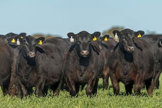 En 2020: Angus certificó casi 300.000 cabezas para exportación