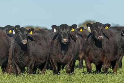 La Asociación Argentina de Angus certificó el año pasado un total de 292.002 cabezas destinadas a la exportación, incluidas las de la cuota Hilton-Angus
