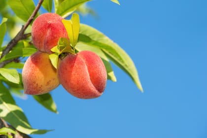 La Asociación de Duraznos para Enlatado de California estima que la anulación de contratos a largo plazo representa una pérdida económica de más de 550 millones de dólares para los productores locales