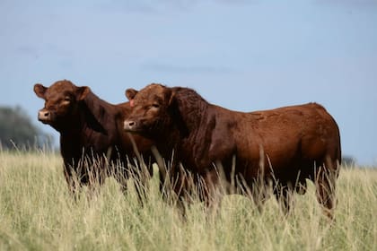 La Asociación de Productores de Limangus desarrolla un evento pastoril para dar a conocer los beneficios de la raza