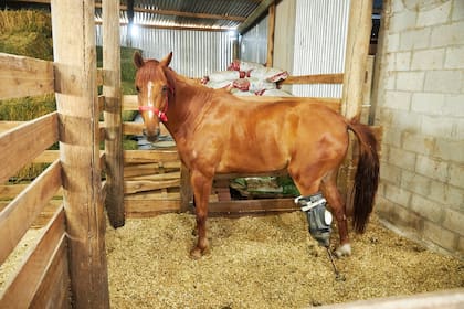 La asociación les da asilo y cuidados a más de 200 caballos en Alejandro Korn y Baradero
