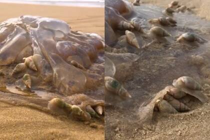 La asombrosa escena de cientos de caracoles alimentándose de una medusa que genera furor. Imagen: capturas de pantalla