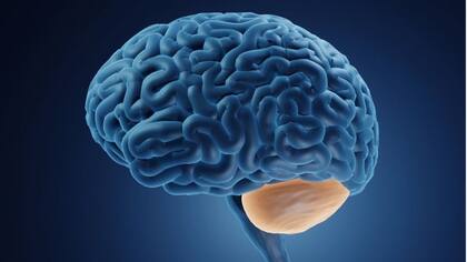La ataxia es una condición que afecta al cerebelo