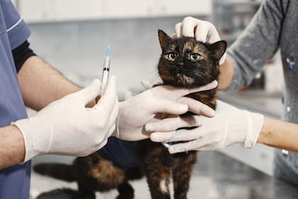 La atención es gratuita tanto para perros como para gatos