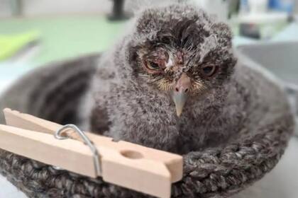 La atención médica fue clave para salvar al ave (Foto: Raven Ridge Wildlife Center)