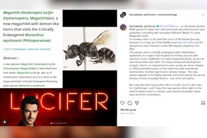 La autora detalló el origen del nombre que otorgó a la abeja en Australia