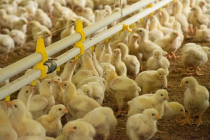 La avicultura busca cómo generar más inversiones