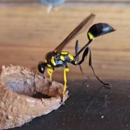 La avispa alfarera o albañilera podría haber sido la causante de la falla en los registros que terminó con el vuelo 301 de Birgenair estrellándose en el Océano Atlántico