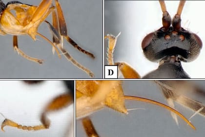 La avispa Godzilla se apropia de sus huéspedes, las orugas acuáticas, para depositarles sus larvas