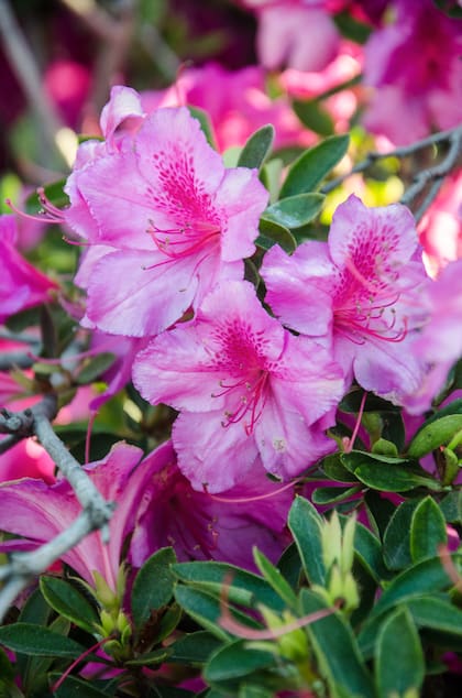 La azalea se cultiva bien en patios reparados con poco sol directo