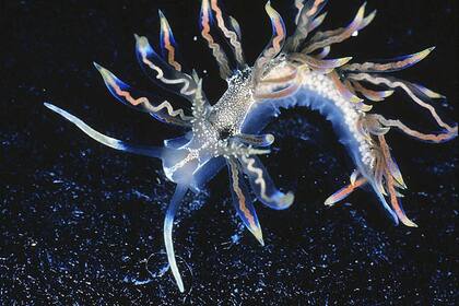 La babosa marina Phyllodesmium acanthorhinum