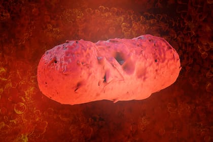 La bacteria salmonella