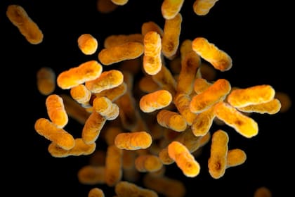 La bacteria Bordetella pertussis, que causa la tos convulsa
