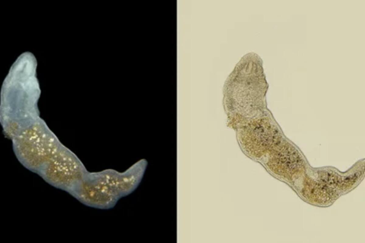 La bacteria microstomum sp.
