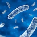 Qué es la bacteria Serratia marcescens, cómo se transmite y por qué es tan peligrosa