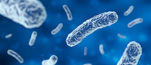 Qué es la bacteria Serratia marcescens, cómo se transmite y por qué es tan peligrosa