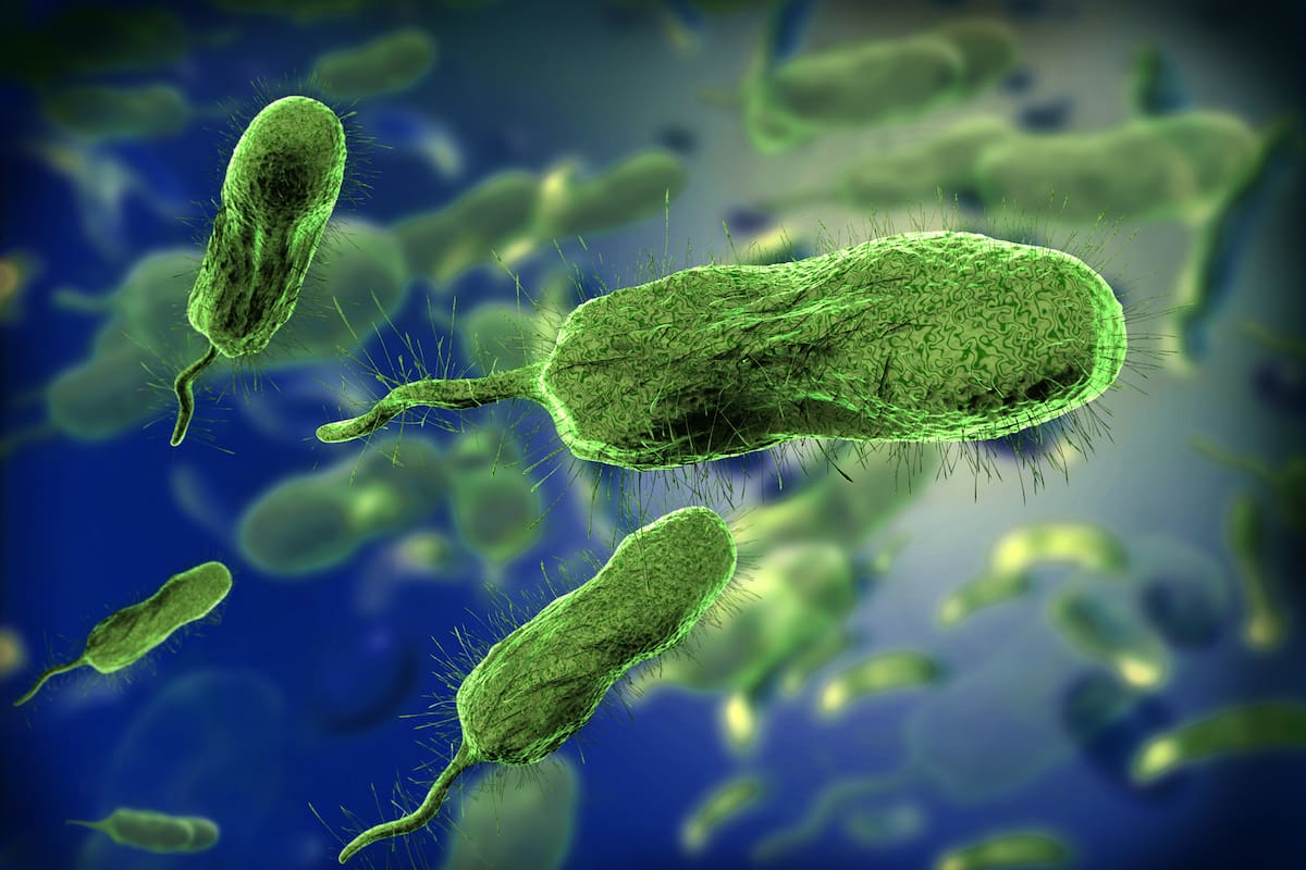 La bacteria Vibrio vulnificus