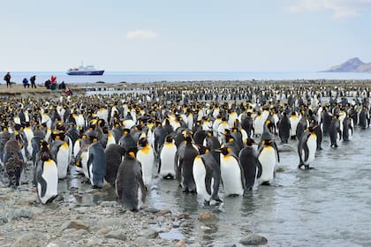 La bahía de San Andrés pertenece al archipiélago de las Islas Georgias del Sur. Foto: Oceanwide