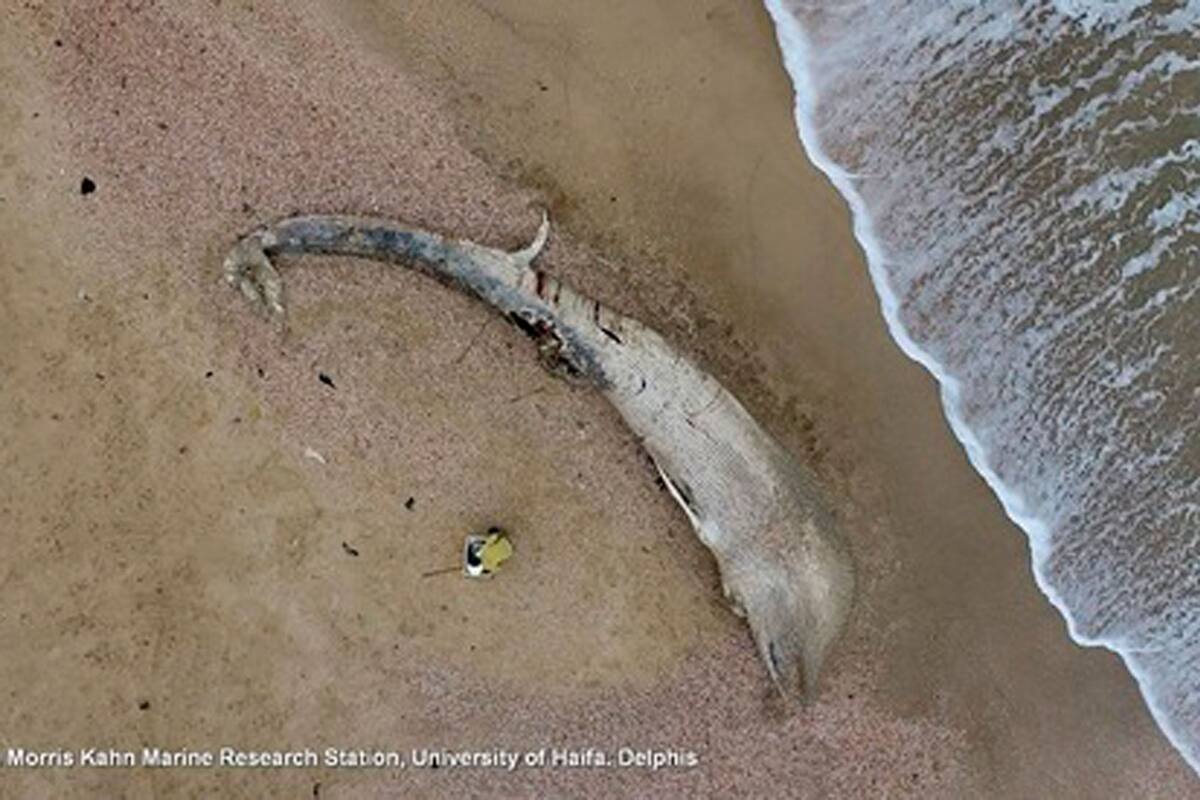 La ballena aleta no habría muerto por la contaminación que asola las aguas de Israel