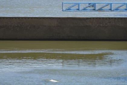 La ballena beluga fotografiada el sábado saliendo a tomar aire entre dos esclusas en el río Sena.