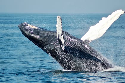 La ballena de Rice está en peligro de extinción y solo vive en el Golfo de México / Imagen ilustrativa