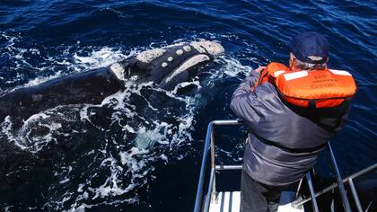 La ballena franca austral