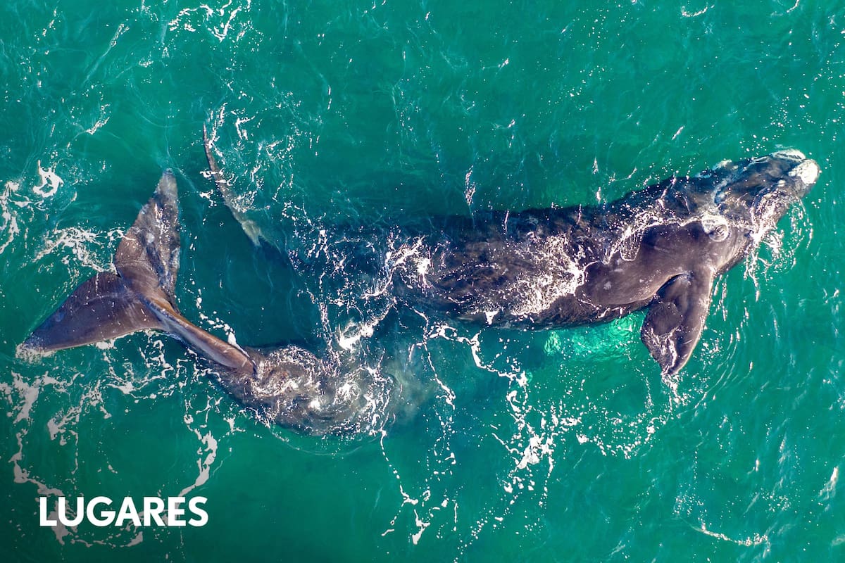 Ballenas desde playa Las Canteras en Puerto Madryn
